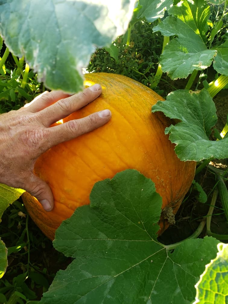 Pumpkin photo spots at Moapa Valley Cornmaze